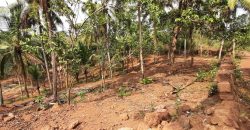 coconut farm for sale