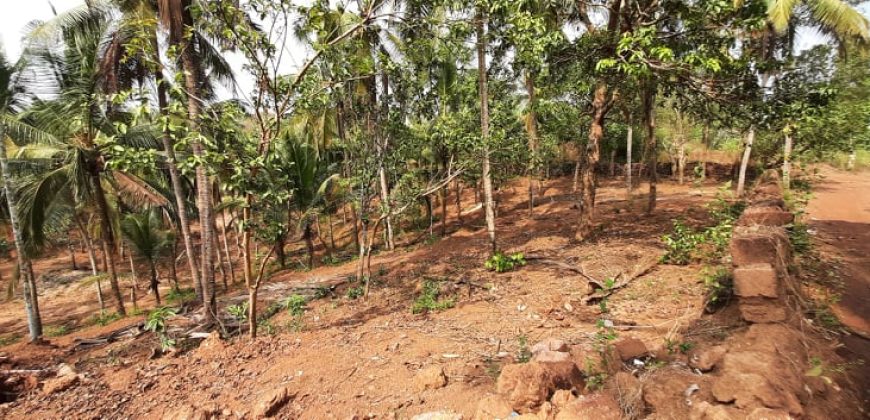 coconut farm for sale