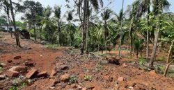 coconut farm for sale