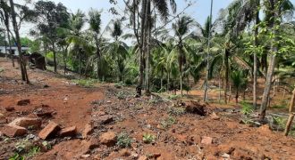 coconut farm for sale