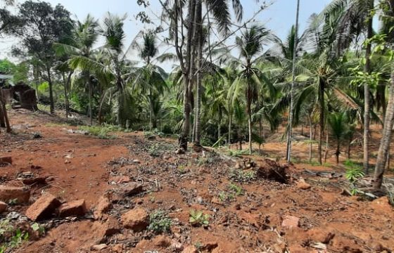 coconut farm for sale