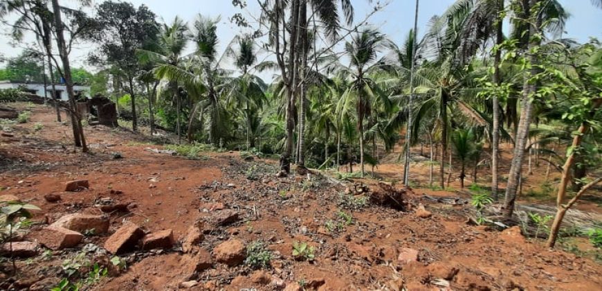 coconut farm for sale