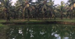 21 acres Dream Property/farmhouse in Thiruvilwamala