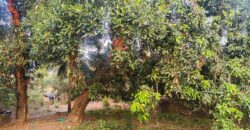 RESIDENTIAL PLOT FOR SALE