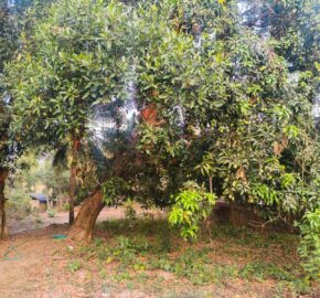 RESIDENTIAL PLOT FOR SALE
